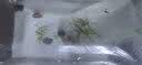 云峰海瑞鱼缸观赏虾活体虾鱼缸工具虾除藻活虾鱼缸除藻除藻虾黑壳虾五彩虾 虾螺蟹清洁套餐B（会生小虾 送尝鲜虾粮） 实拍图
