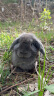 布卡星 全期综合营养兔粮2.5kg兔饲料幼兔成兔垂耳兔小宠物主粮2500g5斤 晒单实拍图
