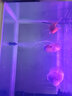 SOBO 鱼缸氧气泵增氧泵水族箱氧气泵养鱼打氧增氧机家用 1米管+1个石+1个止流阀 实拍图
