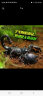 宠以沫热带雨林蝎子爬宠学生版网红昆虫宠物全套新手 8-10cm一只仅蝎子 实拍图