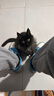 麦富迪佰萃猫粮 蓝猫美短英短布偶通用型天然粮 幼猫粮2kg 实拍图