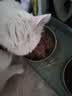 开饭乐肉小方猫罐头幼猫主食罐猫咪零食成猫营养猫咪湿粮8盒单盒190g 诺瑞小方肉主食湿粮8盒 诺瑞-鸡肉金枪鱼配方 8盒 实拍图