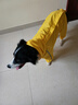 SLPC狗狗雨衣大型犬四脚全包金毛雨衣带帽子尾罩防水中型宠物雨衣 蛋黄色 8XL（适合约35到55斤） 实拍图