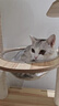 唐米吉吉【豪华升级】猫爬架猫窝猫树玩睡一体猫架猫抓柱家用不占地太空舱 【185cm 8层跳台】挑战猫咪极限 实拍图