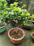 益绮椛含笑树苗盆栽庭院阳台四季香室内花卉观花植物室内花苗植物花卉 五年苗花多叉多 不含盆 实拍图