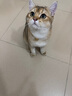 河欣盐酸多西环素片宠物消炎猫咪感冒咳嗽喷嚏流鼻涕狗狗呼吸道支原体 猫疱疹病毒：多西+滴眼液+清瘟 实拍图