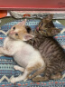 皇家猫粮 BK34猫奶糕全价粮1-4月龄K36幼猫猫粮怀孕及哺乳期母猫 BK34猫奶糕（1-4月龄）2kg 实拍图