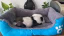 凯莉狗窝宠物泰迪狗狗垫子猫窝四季通用窝垫糖果大小型犬通用狗窝猫窝 糖果窝天蓝色 40*25cm(建议3斤内) 实拍图