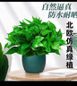 双盟仿真绿萝叶盆栽假花人造绿植室内假植物装饰塑料花卉桌面罗马墨绿 实拍图