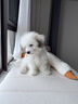 宠百思（PETBEST）狗狗尿垫 竹炭宠物尿垫 经济款狗狗尿片狗尿布尿不湿隔尿垫护理垫 XL-60*90cm(20片 竹炭款) 实拍图