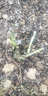 玩冒（WMO）玫瑰花大苗【3株+盆土肥】可自选当年开花大苗盆栽地栽耐寒花卉 魔法师【3棵+盆土肥】 实拍图