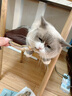 PetChoice爪子心选猫咪零食冻干宠物狗狗鸡胸肉多春鱼三文鱼干鸭肉牛肝蛋黄 冻干多春鱼50g 实拍图