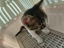养只宠物（YOUNGER PET）猫咪狗狗脖圈跳蚤圈体外驱用品宠物狗猫咪项圈猫狗跳蚤虱子用品 猫用项圈【长27CM】（1个装） 猫用 实拍图