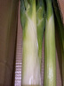 采缇（CAITI）山东章丘特级大葱新鲜正宗特级甜脆铁杆大葱 新鲜绿葱礼品 三斤净葱（顺丰快递） 实拍图