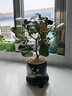 京云梦小盼菩提树盆栽盆景植物带果绿植室内禅意桌面旭日东升盆源头直发 实拍图