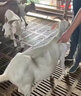 石佳康牧兽用牛羊专用驱除体内外多种寄生虫孕畜可用驱虫饲料添加剂 兑水兑饲料【1袋】推荐多袋装 实拍图