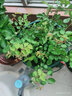 海蒂的花园旗舰店月季花卉盆栽小苗灌木蔷薇阳台观赏南北方四季可种原盆原土 蓝色阴雨15cm盆 含盆 实拍图