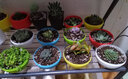 若绿真便宜多肉好养老桩绿植花卉小苗肉肉花植物小盆栽清棚 姬玉露 不含盆 实拍图