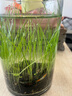 听白阁观赏虾活水族宠物虾清洁虾草缸除藻虾工具虾淡水虾观赏虾运输包损 樱花虾1只(0.3-1.5cm) 实拍图