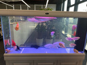 汉霸大型龙鱼缸超白玻璃生态底滤鱼缸家用办公室智能鱼缸水族箱 典雅白 标准款1.5米长x40cm宽x155cm高（屏风） 晒单实拍图