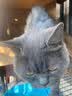 喜跃Friskies成猫猫粮1.3kg/10kg 全价英短美短主粮猫咪通用雀巢旗下 海鲜味1.3kg 成猫 实拍图