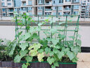田田绿阳台种菜架子爬藤架花支架楼顶花爬架植物花架番茄豆角架黄瓜架 5根直径11MM 长90CM 实拍图