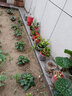 寿禾 彩椒苗大全灯笼椒种苗种子甜椒青椒辣椒菜椒方椒冬春季蔬菜苗 (黄甜椒）黄椒苗 24棵 实拍图