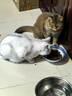醇粹猫粮0谷物成猫幼猫全价冻干生骨肉纯粹鸡肉鲜肉三文鱼粮低敏纯粹 【CFD2-5.0 kg】添加鳕鱼冻干 实拍图