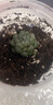 采缇（CAITI）【万人选购】多肉植物带盆 水晶玉露多肉植物幼儿园盆栽 一颗精品玉露【1个盆+土+肥】 原盆原土 实拍图