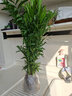 看匠 散尾葵盆栽 凤尾竹室内客厅大型绿植袖珍椰子夏威夷盆景富贵叶子 高度50厘米左右10棵 不含盆 实拍图