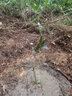 芥圃芒果树苗 官方旗舰 嫁接芒果苗大金煌芒四季红贵妃南方种植果树苗 澳芒果苗【带土带叶发货】 2年苗 高度：60-80公分 实拍图