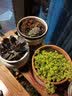 多肉植物新手组合盆栽套装植物办公室内花卉绿植 黄金万年草（群生含盆土） 含盆送土 实拍图