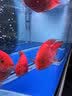 boxtech鱼缸灯led灯龙鱼灯管水族箱专用照明灯增艳增色防水灯大鱼缸灯具 T8系列-30W增艳灯142cm灯管 实拍图