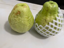 京喜加【送酸梅粉】福建白心芭乐 番石榴 可做拌水果 京东快递 2颗大果 带箱 实拍图
