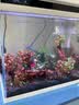 云峰海瑞 水草活体鱼缸造景套餐用品水族箱装饰鱼缸种子沉木活水草 水罗兰沉木单头（大小叶随机发货） 实拍图