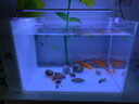 爬将军 侧滤鱼缸 超白玻璃造景家用客厅懒人观赏斗鱼生态缸桌面水族箱 50*30*30【加热版】 实拍图