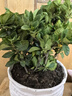 爱你一万年栀子花盆栽花卉植物室内绿植四季好养茉莉花源头直发驱蚊组合包邮 120#栀子花简易盆 实拍图