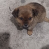 麦基乐 中华田园犬家养幼犬土狗小狗大黄狗纯黑小白狗体活体种狗 田园级 黄色田园犬 公母备注 实拍图