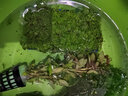 云峰海瑞 鱼缸造景真活体水草草坪水草种子鱼缸草缸造景水族箱装饰前景 爬地盒（长方盒）1盒 实拍图