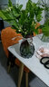 军英（JUNYING） 军英 玻璃花瓶彩色磨砂透明水培植物插花瓶客厅餐厅摆件花瓶 HP-7 B款 18*13cm 1只装 实拍图