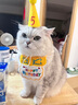 布丁喵喵 宠物生日围兜生日帽 黄色【赠贴纸生日蜡烛】拍照装饰生日派对 实拍图