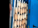 威振 孵化器全自动家用小型芦丁小鸡鸭鹅鸽子鹌鹑孵化机孵蛋器孵化箱 24枚全自动孵化机双电 实拍图