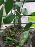 盆栽茶花苗 山茶花苗绿植花卉盆栽四季好养茶花树苗盆栽耐寒花卉观花植物室内花卉绿植开花不断 不含盆 香妃 2年苗 实拍图