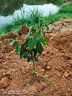 芥圃三华李子树苗嫁接信宜钱排银妃大三华李红心早晚熟李子苗新品种 钱排银妃三华李嫁接苗【带土带叶】 1年苗  高度：30-50公分 实拍图