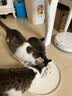 卫仕猫粮全价猫粮成猫幼猫老年猫粮膳食平衡系列猫主粮猫干粮 全年龄段猫粮 5.4kg（1.8kg*3） 实拍图