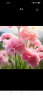 沭之美康乃馨盆栽庭院阳台室内观花植物桌面绿植 康乃馨粉色+0.5加仑盆 晒单实拍图