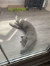 SKEINS刻字防丢失吊牌猫咪狗狗项圈铜铃铛脖圈宠物铃铛可调节铃铛颈圈 棕色反光项圈+银色猫牌（特殊尺备注配铃铛） 实拍图