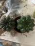 仙人球绯花玉开花带花苞仙人掌类多肉绿植物桌面花卉小盆栽 花仙子直径6-8厘米 不含盆 实拍图