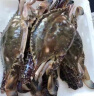 鱻谣 梭子蟹1300g/7-8只整蟹 3-4两/只 当季液氮冷冻吕四黄海海螃蟹 生鲜蟹类 实拍图