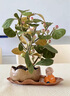 京云梦小盼菩提树盆栽带果绿植物办公室+莲花盆+荷叶托盘源头直发 实拍图